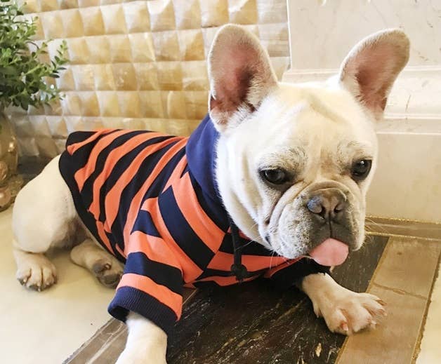 Brad Stripe Navy/Orange Hoodie